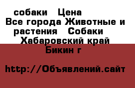 собаки › Цена ­ 2 500 - Все города Животные и растения » Собаки   . Хабаровский край,Бикин г.